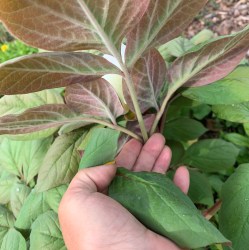 Paeonia obovata IMG_3711